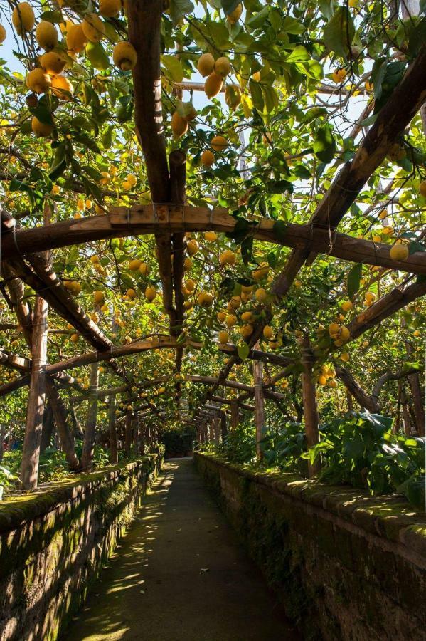 I Giardini Di Cataldo Sorrento Villa Dış mekan fotoğraf